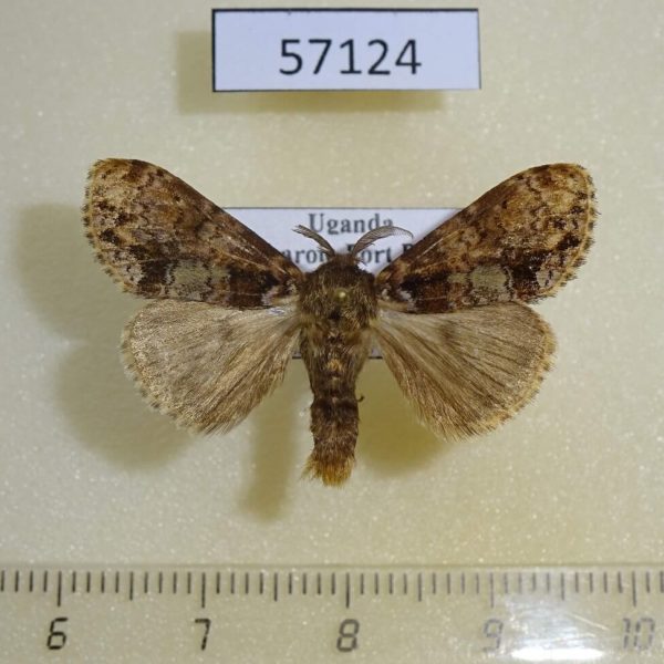 Lymantridae sp. Uganda