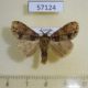 57124p Lymantridae sp. Uganda $8