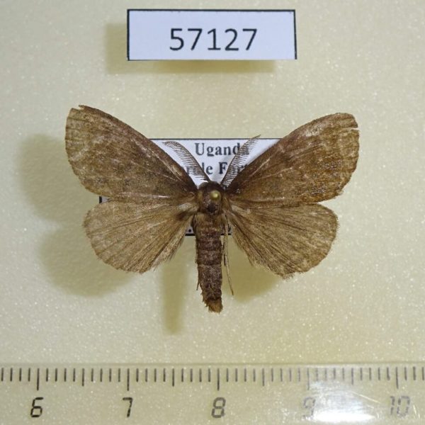 Lymantridae sp. Uganda