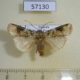 57130p Noctuidae Mentaxya trisellata Uganda $7