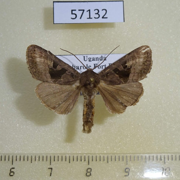 Noctuidae Conservula rosacea Uganda