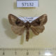 57132p Noctuidae Conservula rosacea Uganda $6
