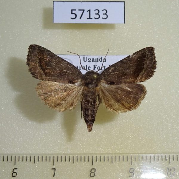 Noctuidae sp. Uganda