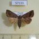 57133p Noctuidae sp. Uganda $5