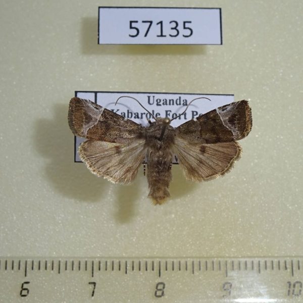 Noctuidae Elyptron ethiopica Uganda