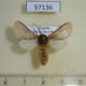 57136p Arctiidae Metarctia sp. pallens Uganda $9