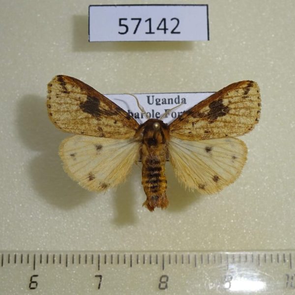Arctiidae Pericaliella melanodisca Uganda
