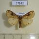 57142p Arctiidae Pericaliella melanodisca Uganda $13