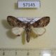57145p Notodontiidae Atrasana sp. grisea Uganda $5