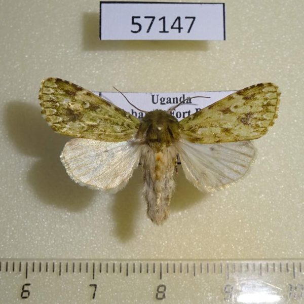 Noctuidae Nyodes brevicornis Uganda