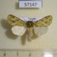 57147p Noctuidae Nyodes brevicornis Uganda $8