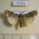 57153p Noctuidae Mentaxya sp. bergeri Uganda $7