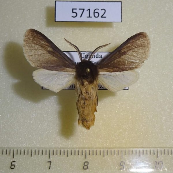 Arctiidae Metarctia sp. pallens Uganda
