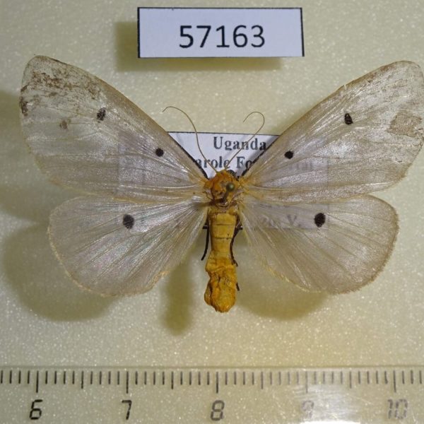 Noctuidae Soloe fumipennis f Uganda