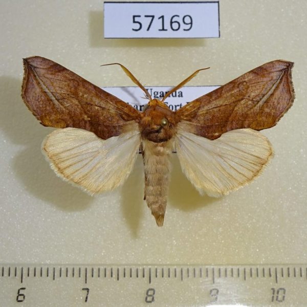 Noctuidae Oraesia triobliqua Uganda