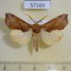 57169p Noctuidae Oraesia triobliqua Uganda $10