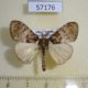 57176p Lymantridae Argyrostagma niobe Uganda $9