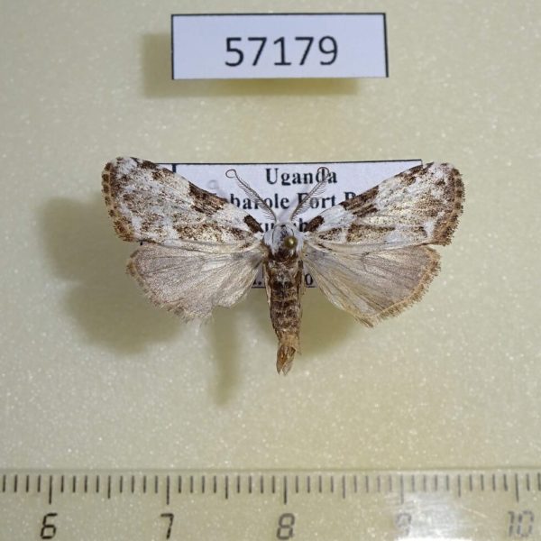 Noctuidae Meganola argentitincta Uganda