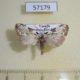 57179p Noctuidae Meganola argentitincta Uganda $6