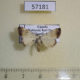 57181p Noctuidae sp. Uganda $5
