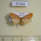 57182p Arctiidae Afrasura discocellularis Uganda $6