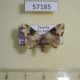 57185p Noctuidae Phyllophila corgatha Uganda $7