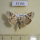 57191p Noctuidae Hadena aberrans Tyva rep. $9