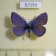 57193p Lycaenidae Cyaniris semiargus Tyva rep. $5