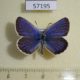 57195p Lycaenidae Plebeius subsolanus Tyva rep. $6