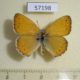 57198p Satyridae Coenonympha amaryllis Tyva rep. $5