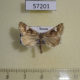 57201p Noctuidae Acontia martjanovi Tyva rep. $8