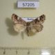 57205p Noctuidae Acontia martjanovi Tyva rep. $10