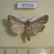 57210p Noctuidae Mythimna comma Tuva rep. $5