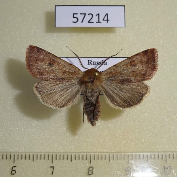 Noctuidae Paradiarsia coturnicola Tyva rep.