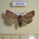 57214p Noctuidae Paradiarsia coturnicola Tyva rep. $5