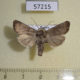 57215p Noctuidae Mythimna opaca Tyva rep. $7