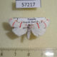 57217p Arctiidae Cyana sp. margarethae Uganda $6