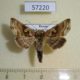 57220p Noctuidae Euchalcia renardi Khakassia rep. $7