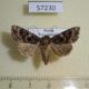 57230p Noctuidae Conisania suaveola f Tyva rep. $7