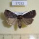 57232p Noctuidae Feltia nigrita Tyva rep. $6