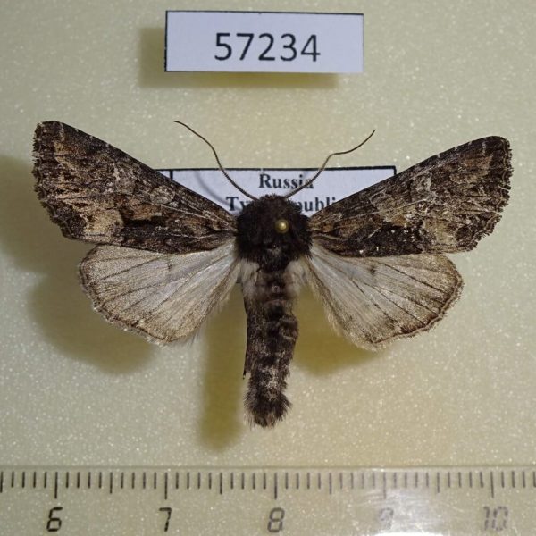 Noctuidae Mniotype kobyakovi Tyva rep.
