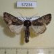 57234p Noctuidae Mniotype kobyakovi Tyva rep. $9