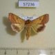 57236p Noctuidae Pyrrhia umbra Tyva rep. $5