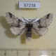 57238p Notodontiidae Furcula bicuspis Tyva rep. $5