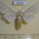 57242p Arctiidae Amerila bubo Uganda $12