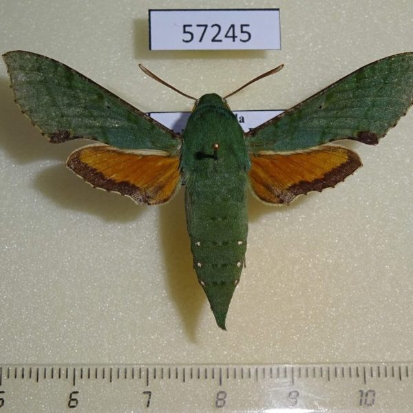 Sphingidae Basiothia medea f Uganda