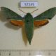 57245p Sphingidae Basiothia medea f Uganda $18