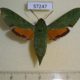 57247p Sphingidae Basiothia medea f Uganda $15