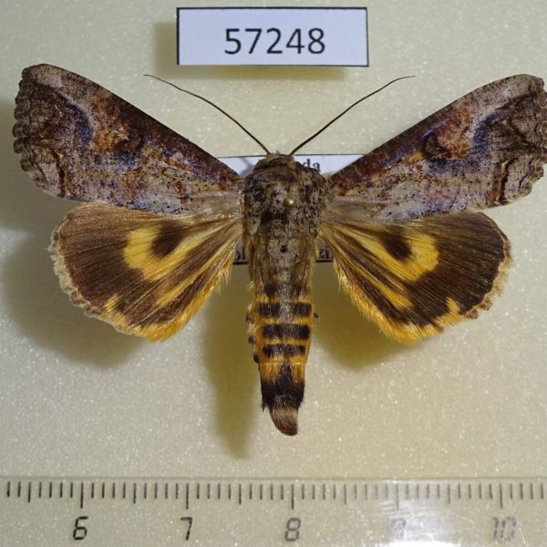 Noctuidae Hypocala rostrata Uganda