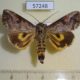 57248p Noctuidae Hypocala rostrata Uganda $7
